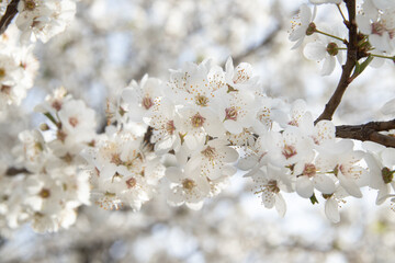 Spring bloom white flowers. Cherry blossom twigs