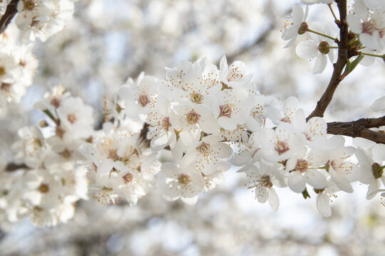Spring bloom white flowers. Cherry blossom twigs © Alina