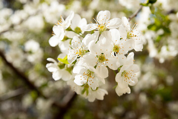 Spring bloom white flowers. Cherry blossom twigs