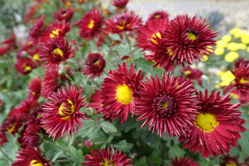 Multiple dark red and yellow flowers of Chrysanthemums in November