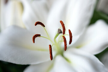 close up of white lily
