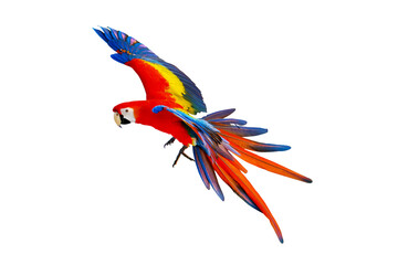 Scarlet macaw parrot flying isolated on transparent background png file  © Passakorn