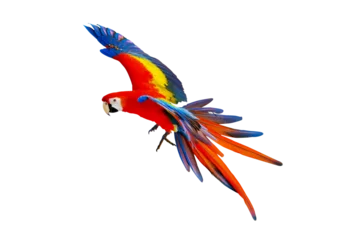 Foto op Plexiglas Scarlet macaw parrot flying isolated on transparent background png file  © Passakorn