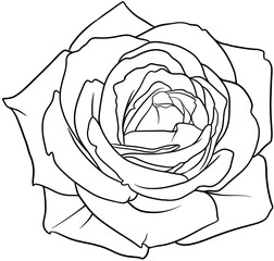 beautiful graphic rose botanical doodle style