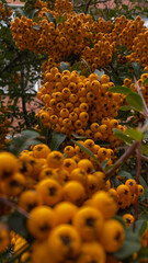 yellow autumn berries