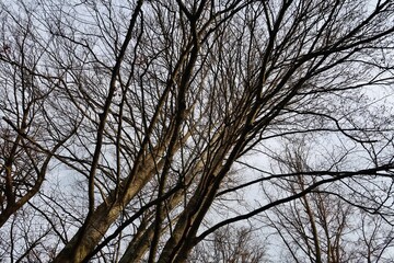 Kahle Baumkronen