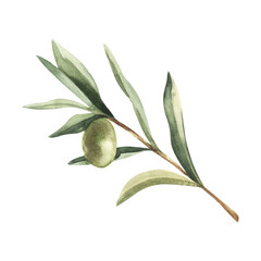 Watercolor botanical illustration with green olive branch