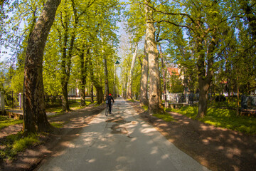 The main alley of plane trees in Vrelo Bosne Park in Sarajevo