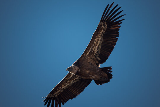 majestic flight of the griffon vulture