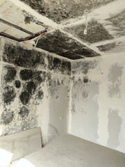 fungus and black mold on the walls and ceiling of the room