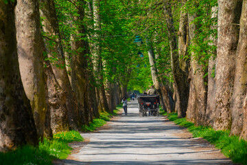 The main alley of plane trees in Vrelo Bosne Park in Sarajevo