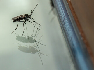 Fruchtfliege 2mm