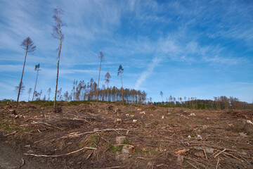 Waldsterben in der Oberlausitz	