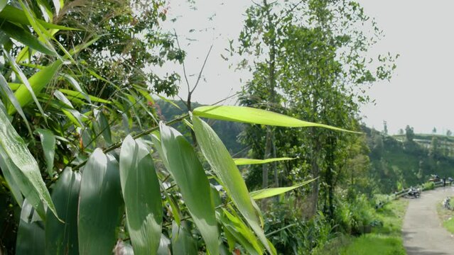 Awis grass or reed grass (Thysanolaena latifolia) swaying in the wind grows on the slopes of the mountain