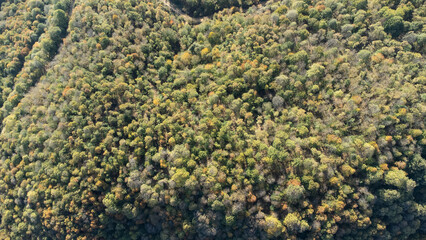 Forest and nature photographed by drone