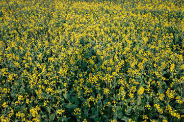 Beautiful mustard flower garden in field