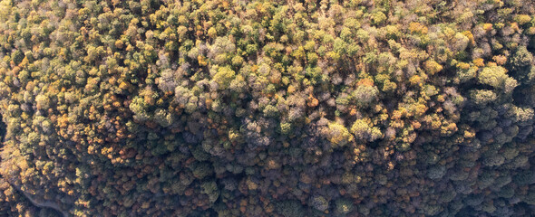 Forest photo taken from the sky