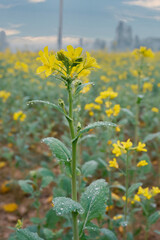Obraz premium Close Up Mustard flower on mustard field