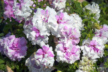 Petunia Terry varieties Cascade Orchid Mist in the garden