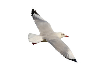 Beautiful seagull flying isolated on transparent background.	