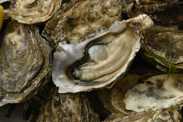 oyster close-up on oyster background