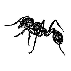 black and white sketch of an ant with a transparent background