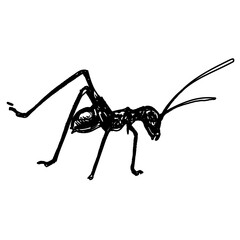 black and white sketch of an ant with a transparent background