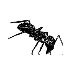 black and white sketch of an ant with a transparent background