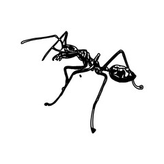 black and white sketch of an ant with a transparent background