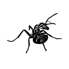 black and white sketch of an ant with a transparent background