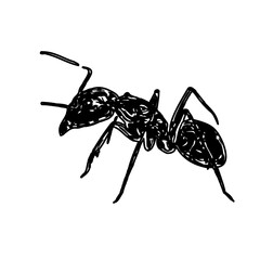 black and white sketch of an ant with a transparent background