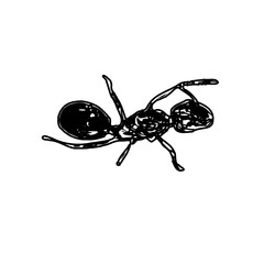 black and white sketch of an ant with a transparent background
