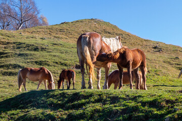 baby horse drinks milk from its mother in a mountainos landscape