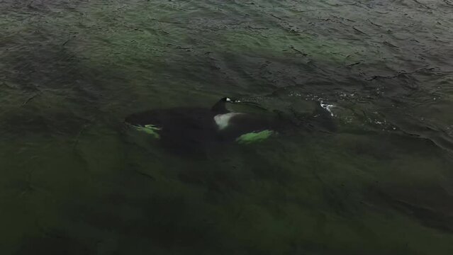 The killer whale exhales a jet of air and dives back into the water.