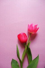 Beautiful tulip flowers on pink background. Spring flower composition for Mother's day, Women's day and spring blooming. 