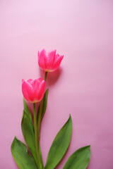 Naklejka premium Beautiful tulip flowers on pink background. Spring flower composition for Mother's day, Women's day and spring blooming. 