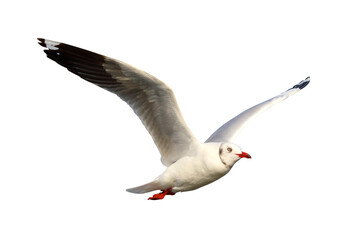 Beautiful seagull flying isolated on transparent background.	