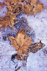 fallen maple leaves and seeds of red and brown color lying on ice with texture taken close up in winter in frost from a point above during the day