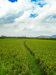 Fototapeta na wymiar Indonesian traditional rice farming. Indonesian rice farm landscape. Indonesian rice fields. Field and sky.