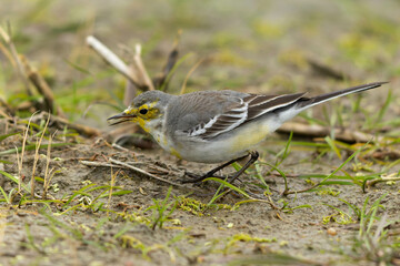 採餌するキガシラセキレイ