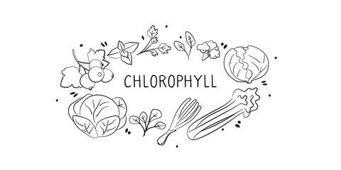 Obraz premium Chlorophyll-containing food. Groups of healthy products containing vitamins and minerals. Set of fruits, vegetables, meats, fish and dairy.