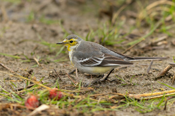 雨の日のキガシラセキレイ