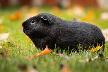 Black guinea pig in the autumn grass with leaves