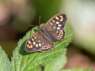 Speckled Wood Butterfly Resting on a Leaf