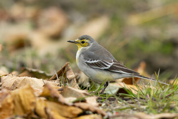 落ち葉の下の虫を探しているキガシラセキレイ
