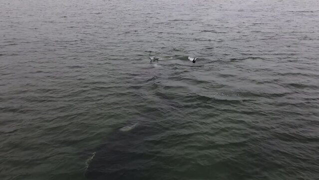 A large killer whale with a large black tail swims on the water.