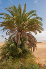 Barren desert landscape in hot climate with palm tree