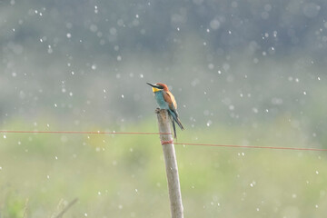 Bee-eater (Merops apiaster) sweetly perched on a fence post with raindrops around and pastel bokeh in the background. Scenic photo. Piedmont, Italy.