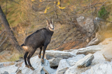 Alpine chamois standing on a rock in autumnal alpine enviroment with larch trees and blurred stones...