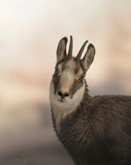 Close up of Alpine Chamois (Rupicapra rupicapra) looking into camera in soft morning light, Italian Alps, Piedmont.